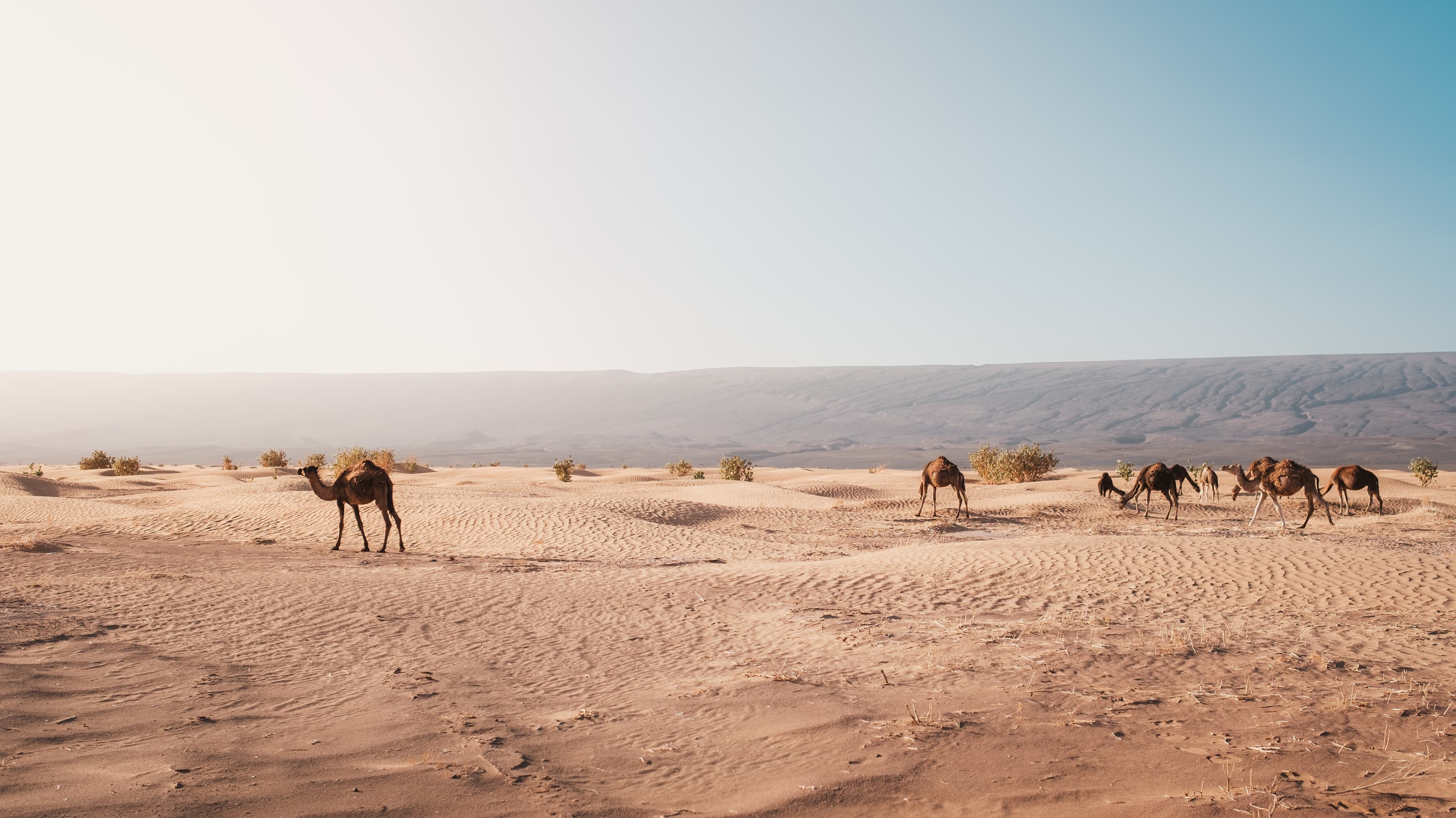 قمة الوعي على الأقدام